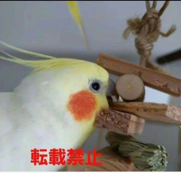 C340　インコ　オオム　カジカジ、ガジガジおもちゃセット　かじり木