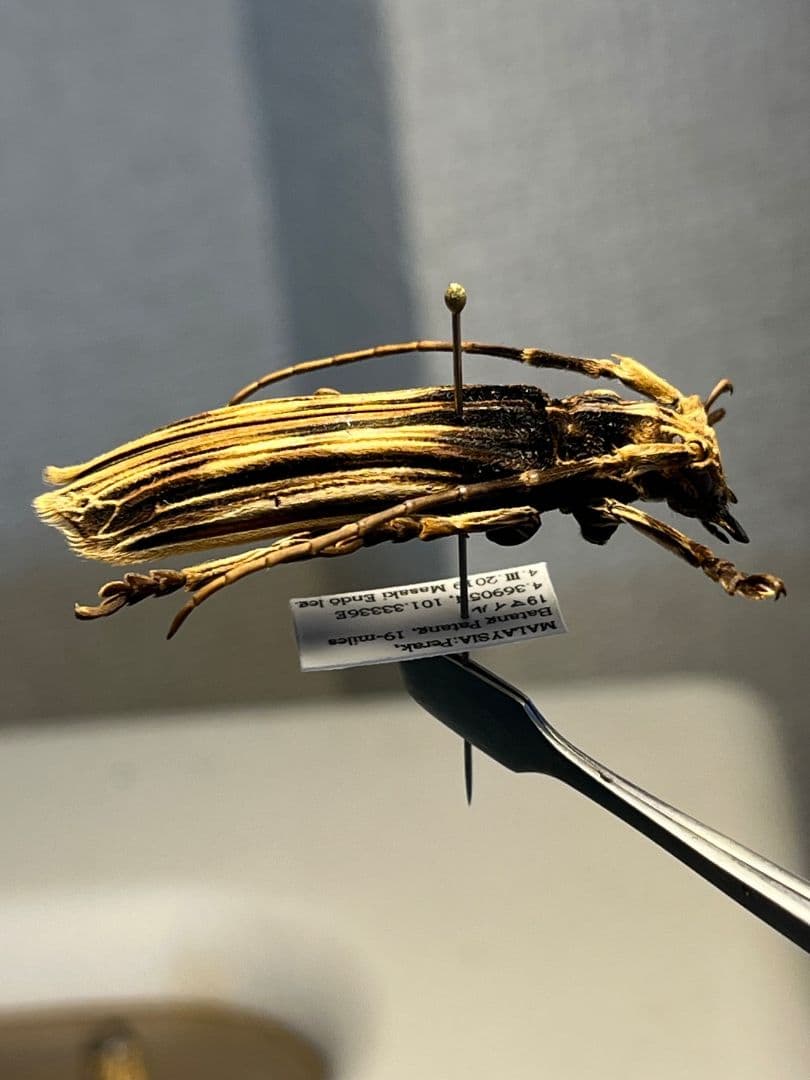 【43mm】キノハダカミキリ 標本 タテスジケブカカミキリ 天牛 甲虫