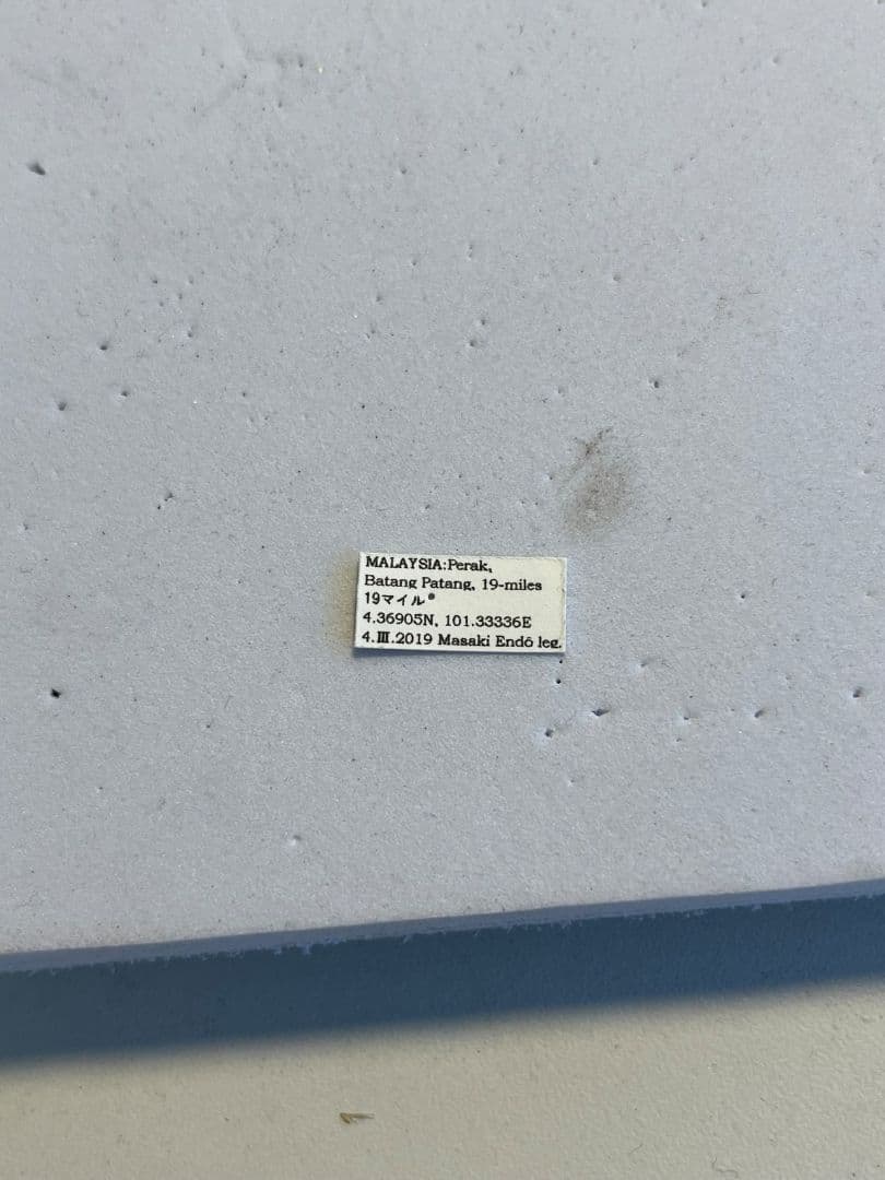 【43mm】キノハダカミキリ 標本 タテスジケブカカミキリ 天牛 甲虫