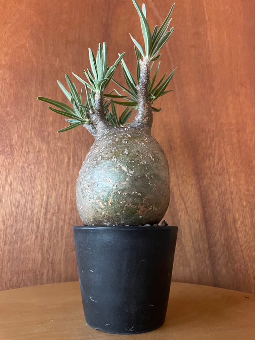 グラキリス　大　現地球　サンデルシー種子10粒プレゼント