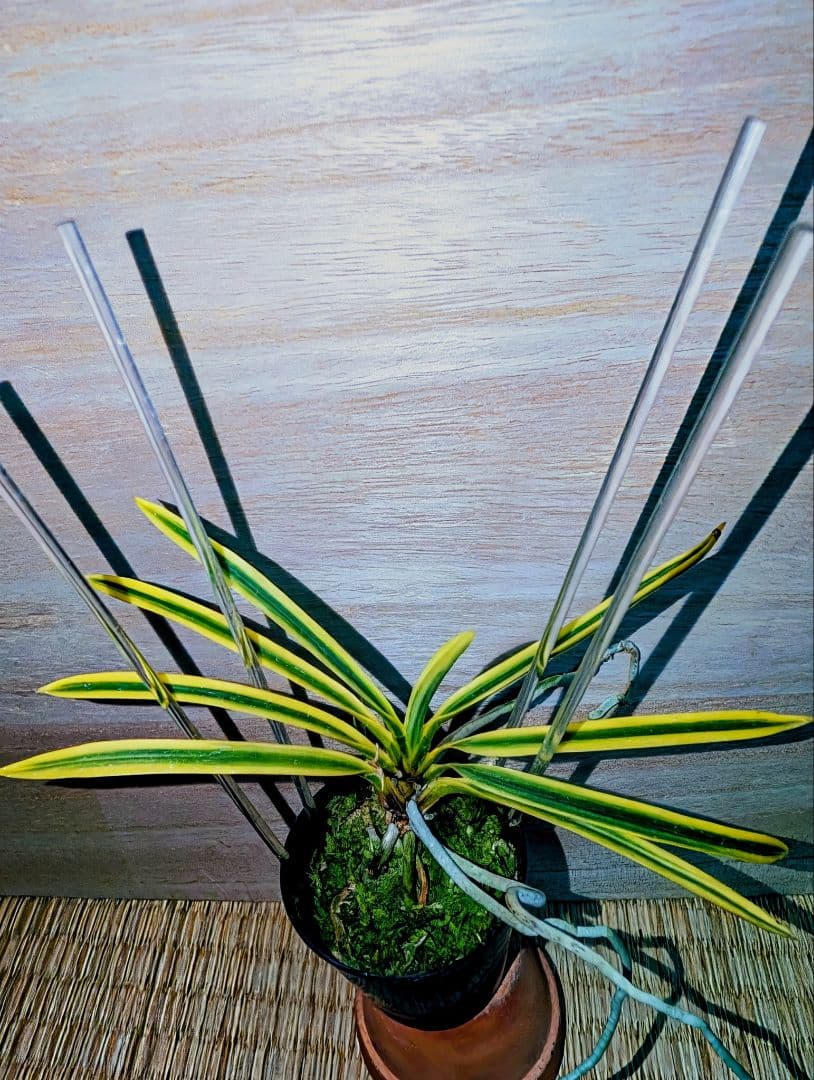 富貴蘭　黄玉殿（無肥料無加温自然作り品）