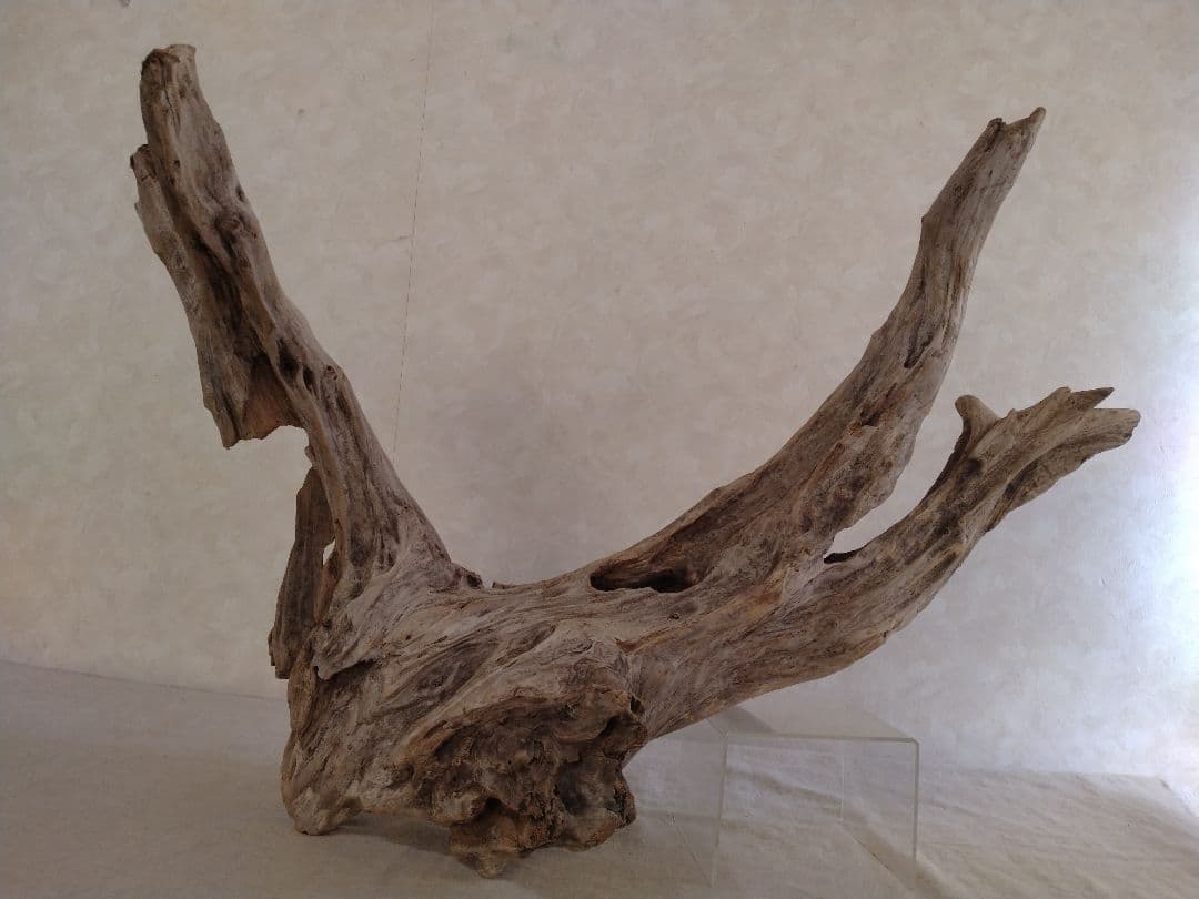 【希少】アクアリウム・ガーデニング・DIY向け 特大塊根ホーンウッド 70cm
