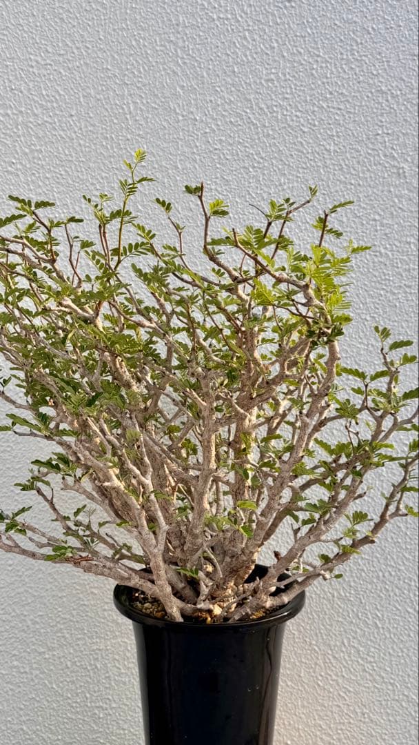 センナメリディオナリス　発根済み　巨大モンスターセンナ