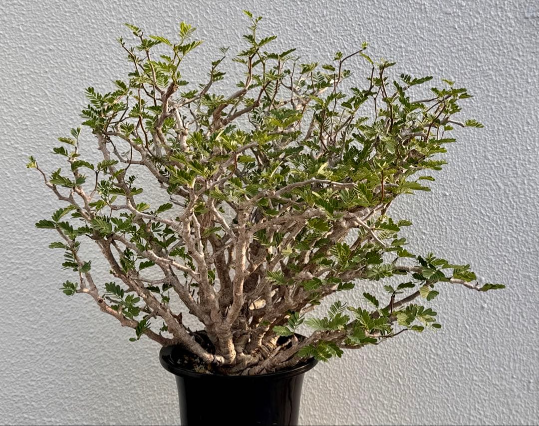 センナメリディオナリス　発根済み　巨大モンスターセンナ