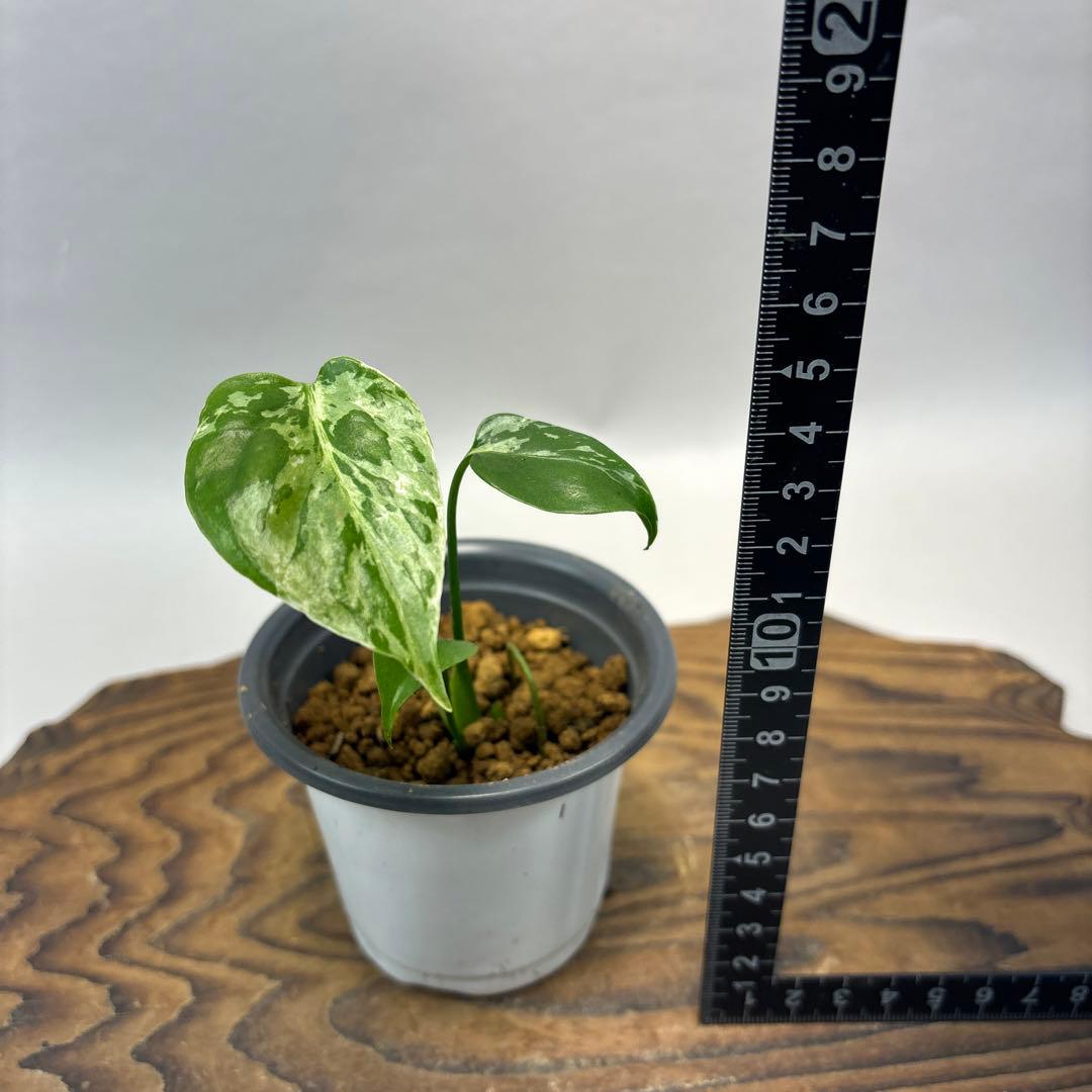 や*す様 lsw526 Bulbasaurモンステラ・フシギダネ　斑入り