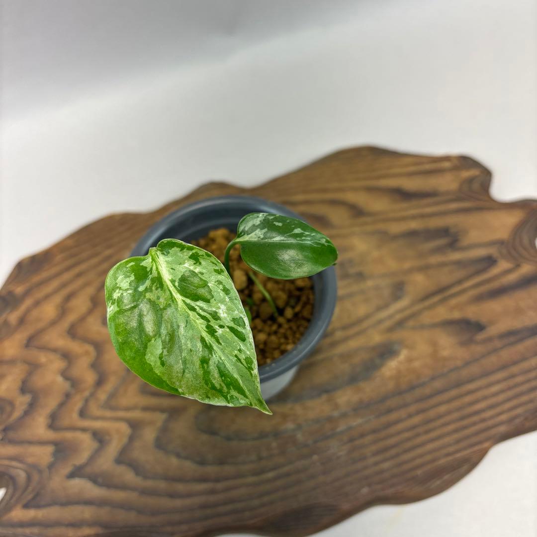 や*す様 lsw526 Bulbasaurモンステラ・フシギダネ　斑入り