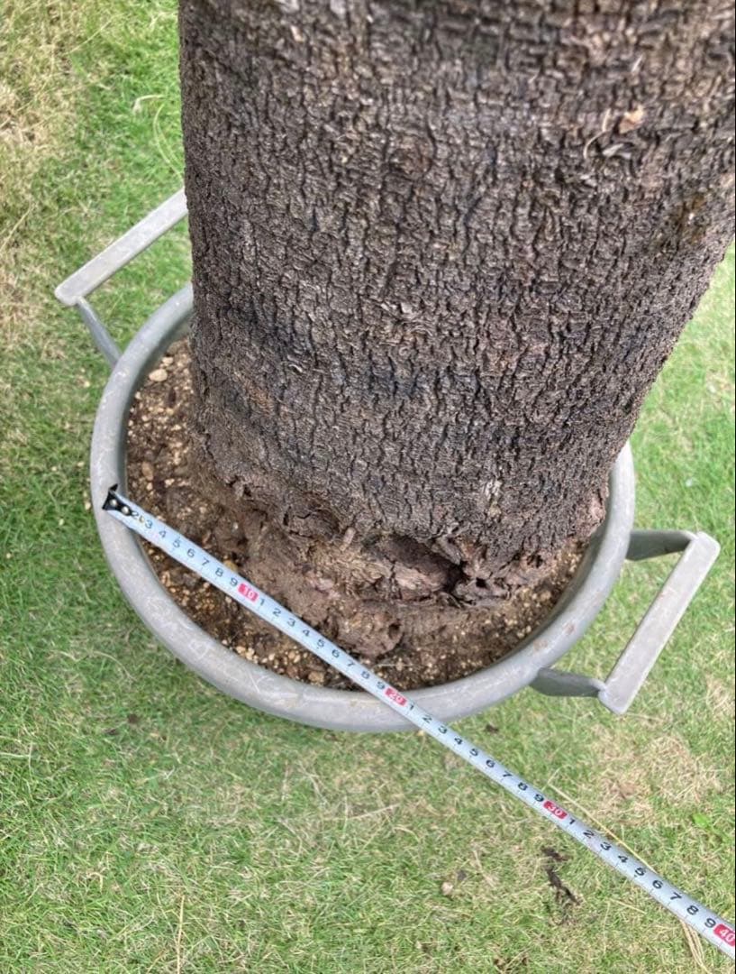 耐寒性ユッカ　ファクソニアーナ特大株◇ドライガーデン　アガベ ヤシ　ソテツ南国