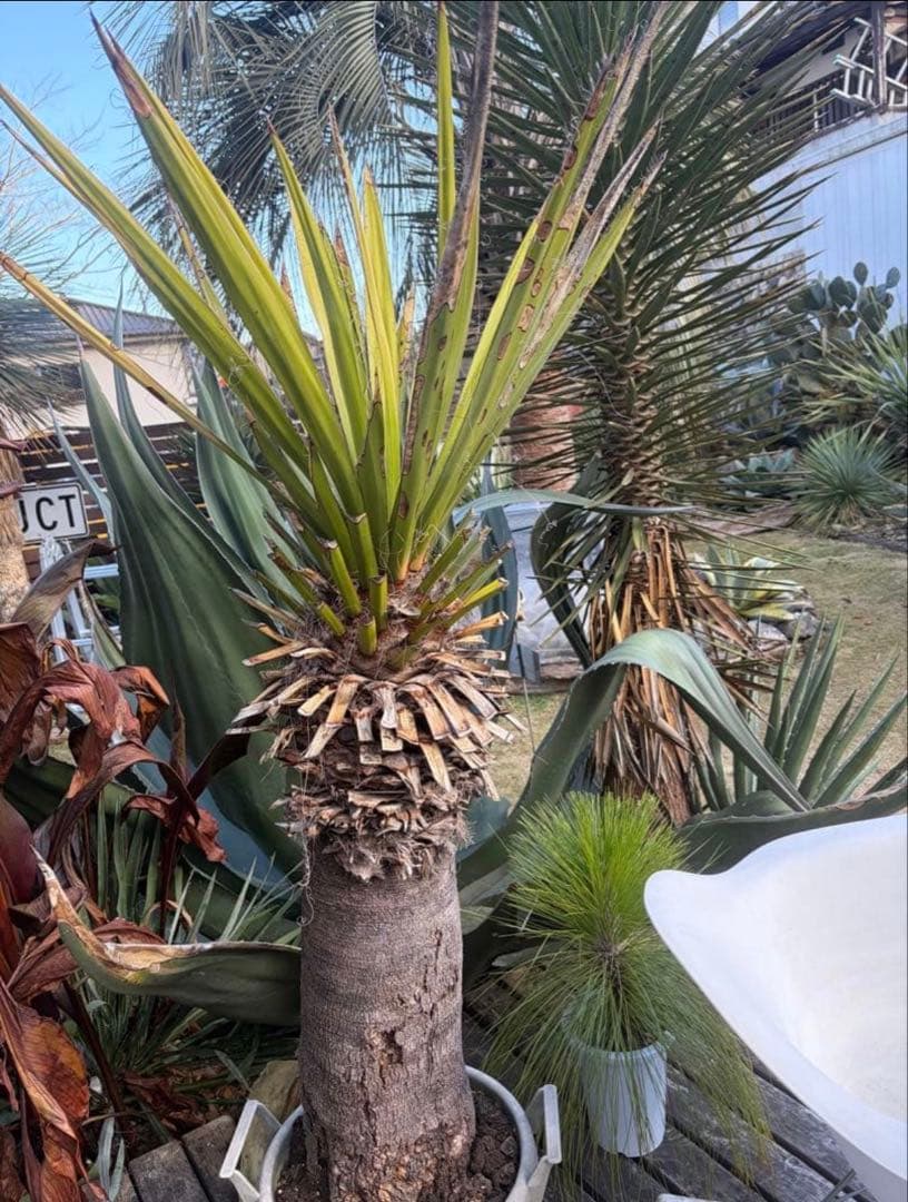 耐寒性ユッカ　ファクソニアーナ特大株◇ドライガーデン　アガベ ヤシ　ソテツ南国