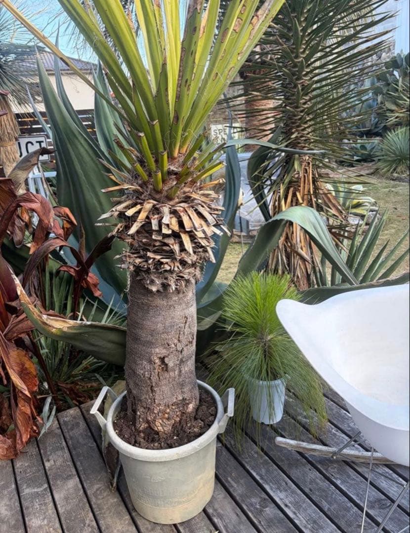 耐寒性ユッカ　ファクソニアーナ特大株◇ドライガーデン　アガベ ヤシ　ソテツ南国