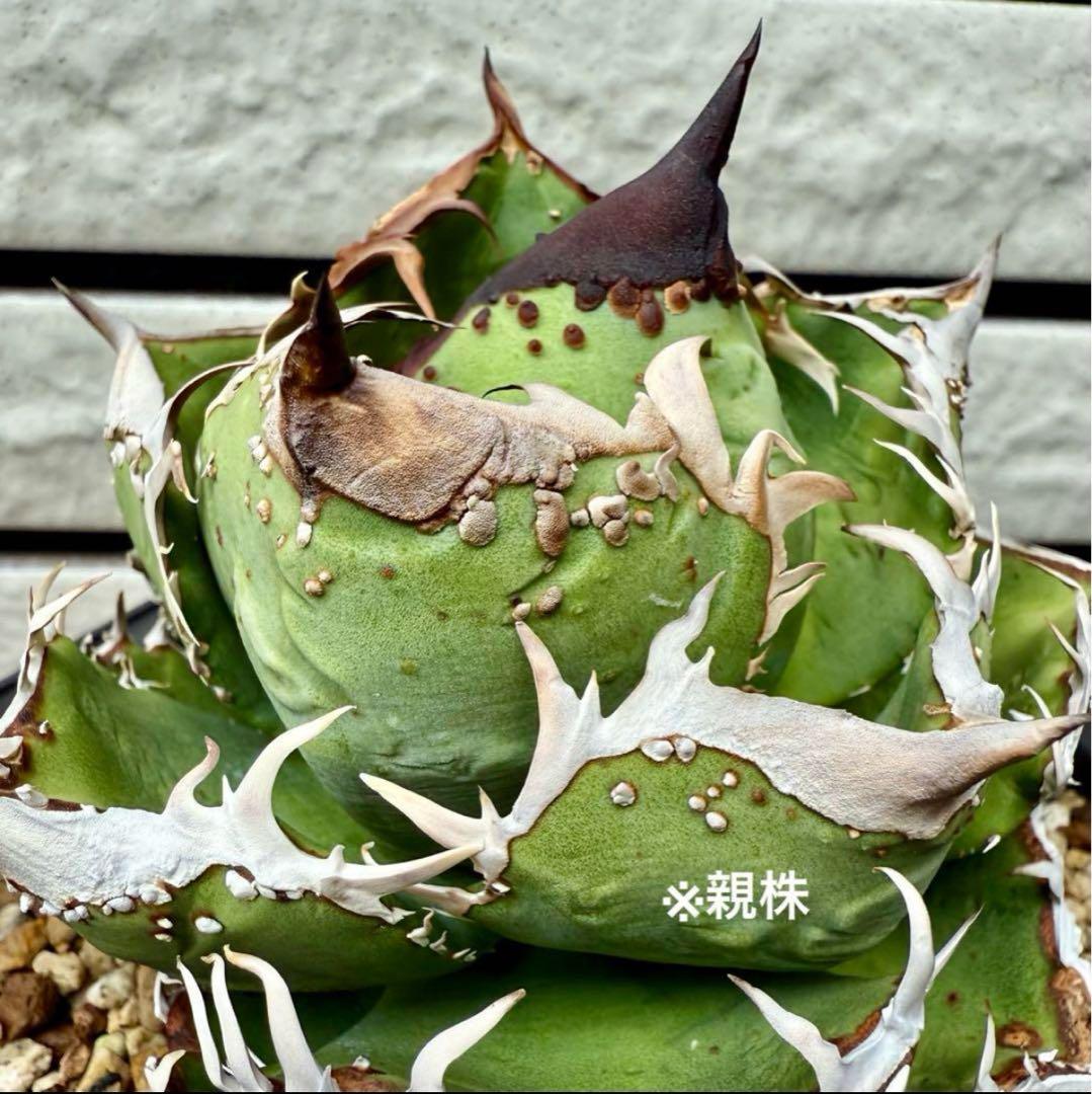 アガベチタノタ　麻花龍①【限定値下げ】