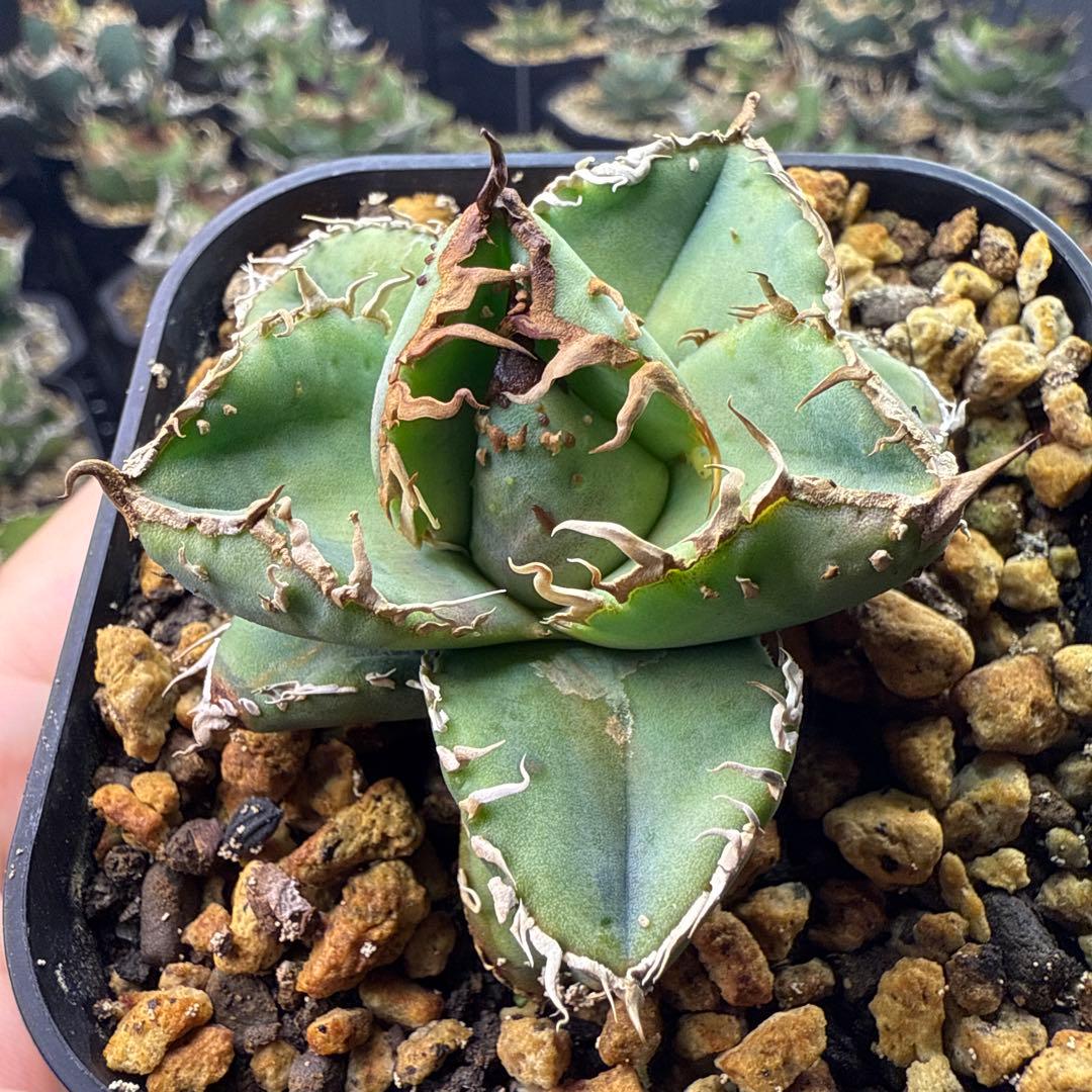 アガベチタノタ　麻花龍①【限定値下げ】