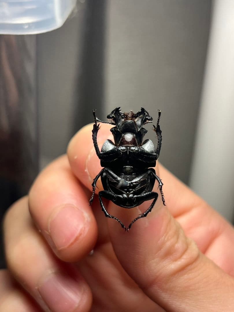 【22mm♂】オオキバセンチコガネ 昆虫標本糞虫甲虫ensifer