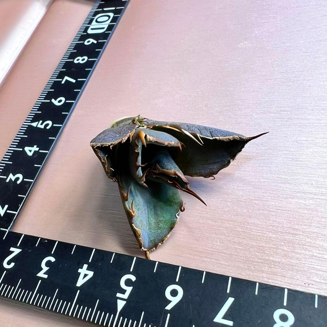 オアハカ　オテロイ　子株