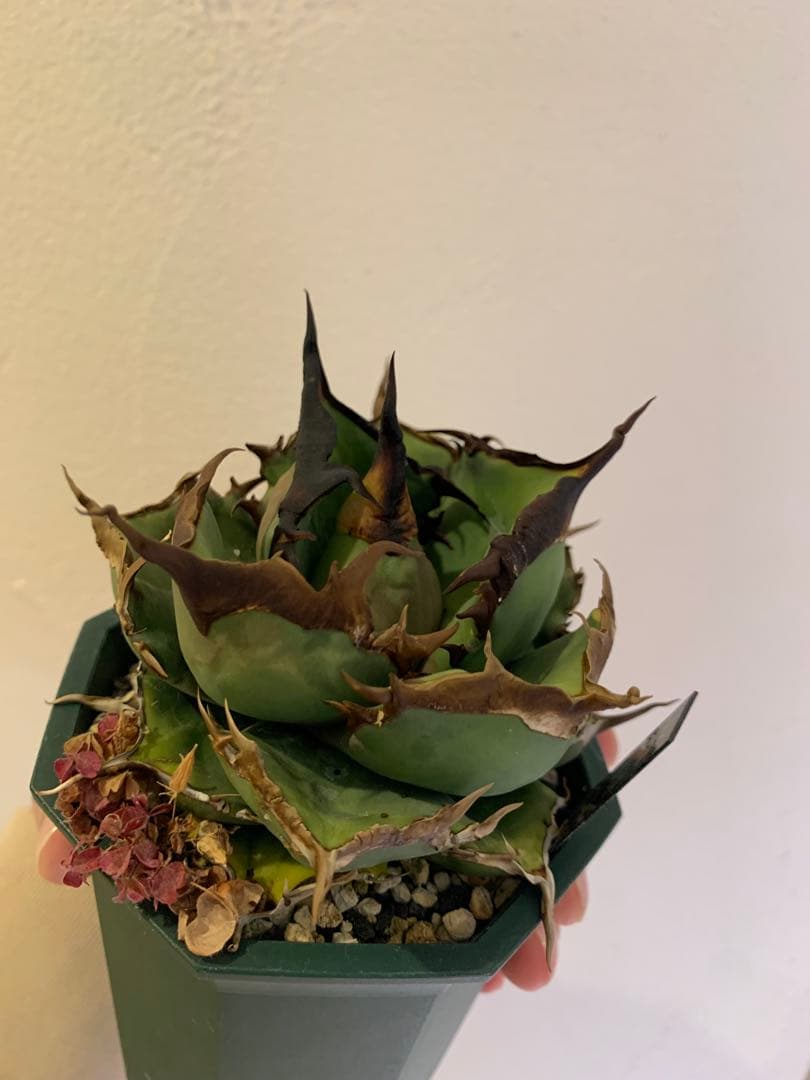 【goodtaniku】閻魔　gt育成中株　鉢ごと発送