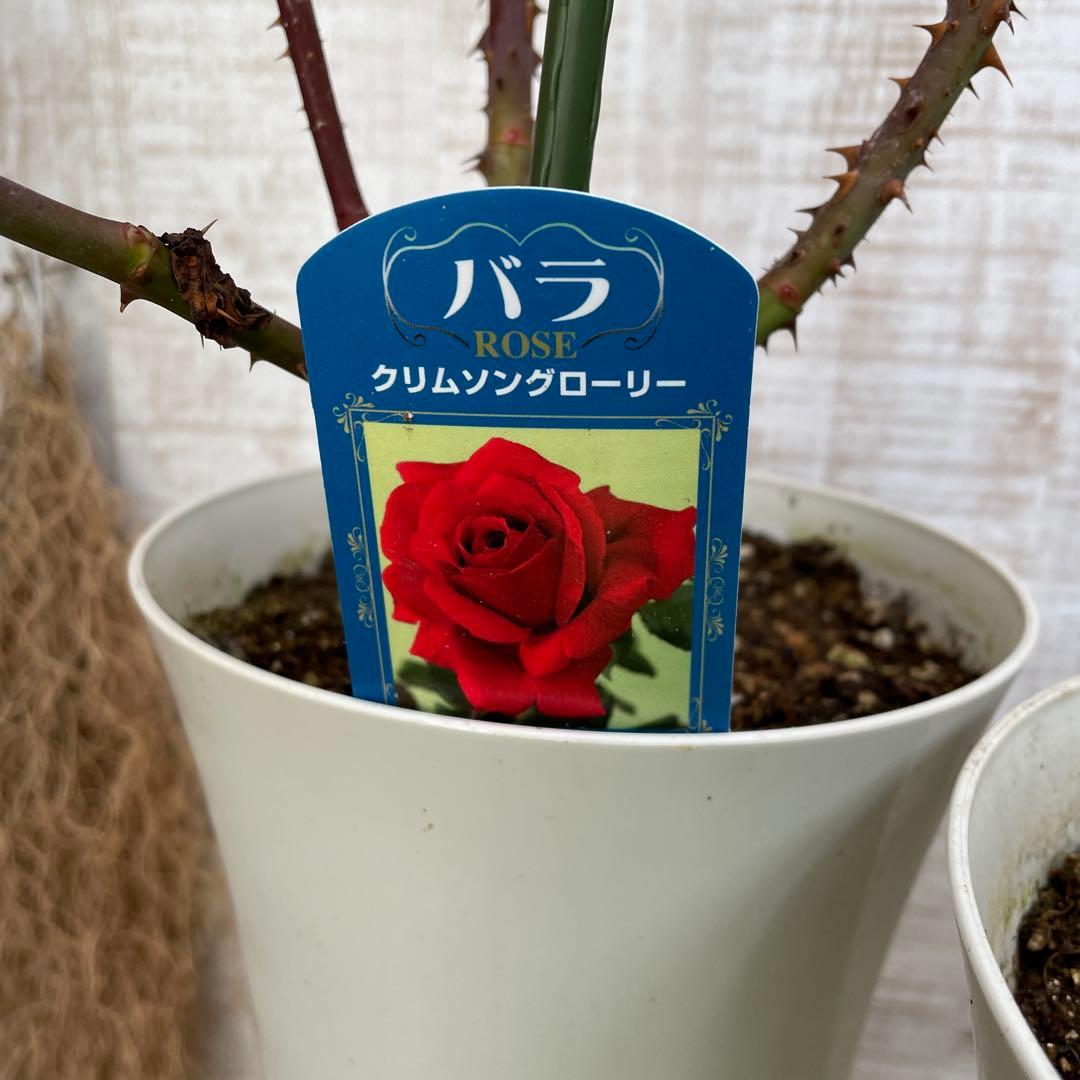 火曜特価！4鉢価格！バラ苗　苗木　薔薇　四季咲き　大輪　6号鉢　接木　ジュリア