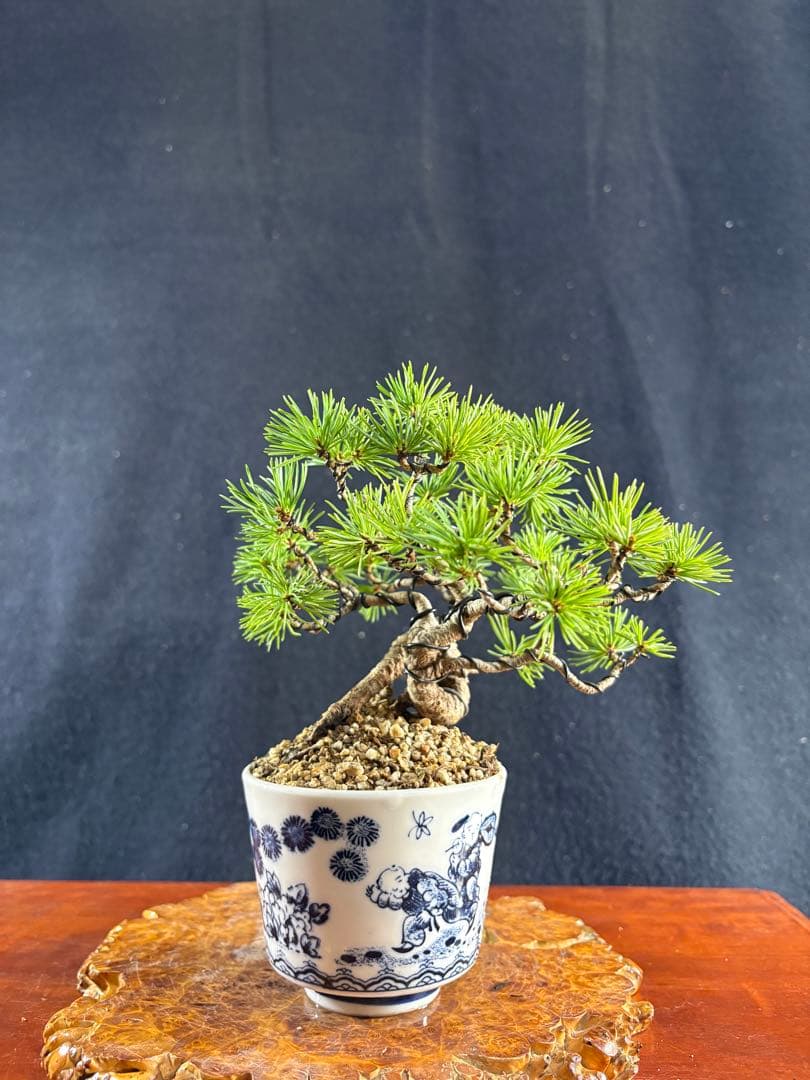 小品盆栽、赤石五葉松、根上がり、懸崖作り 目立った傷や汚れなし