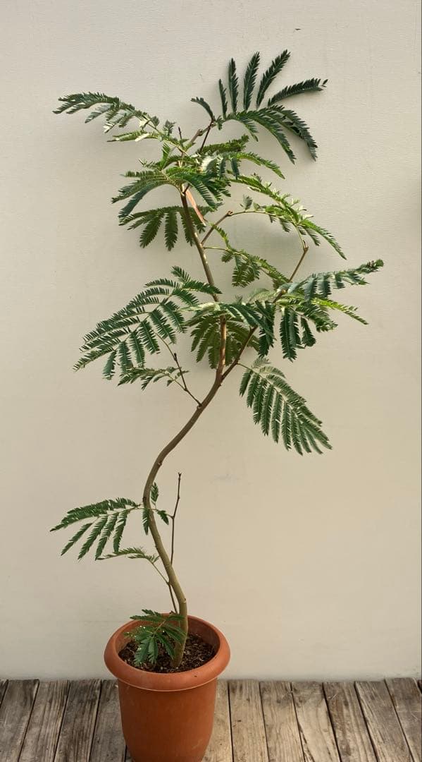 ネムの木　エバーフレッシュ　曲がり　鉢皿付き