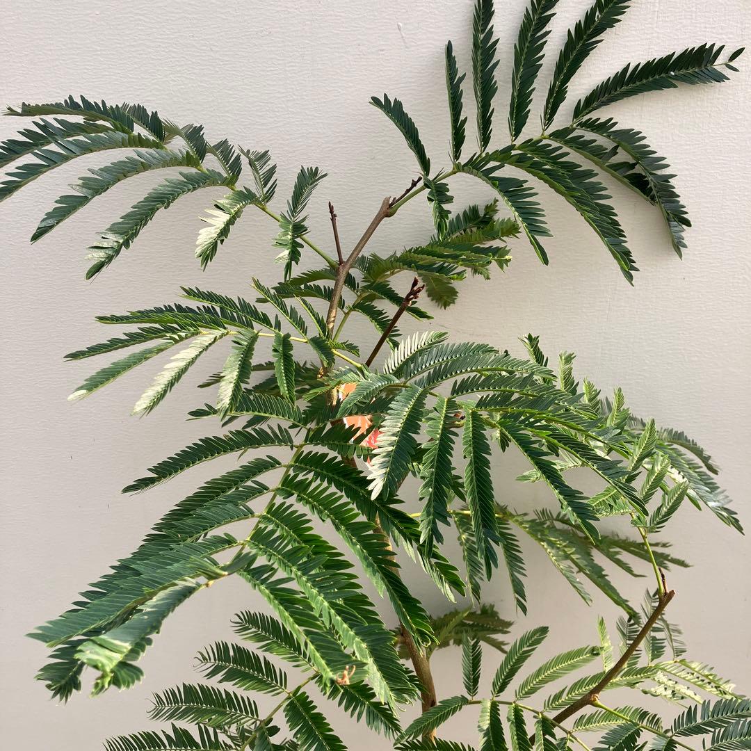 ネムの木　エバーフレッシュ　曲がり　鉢皿付き