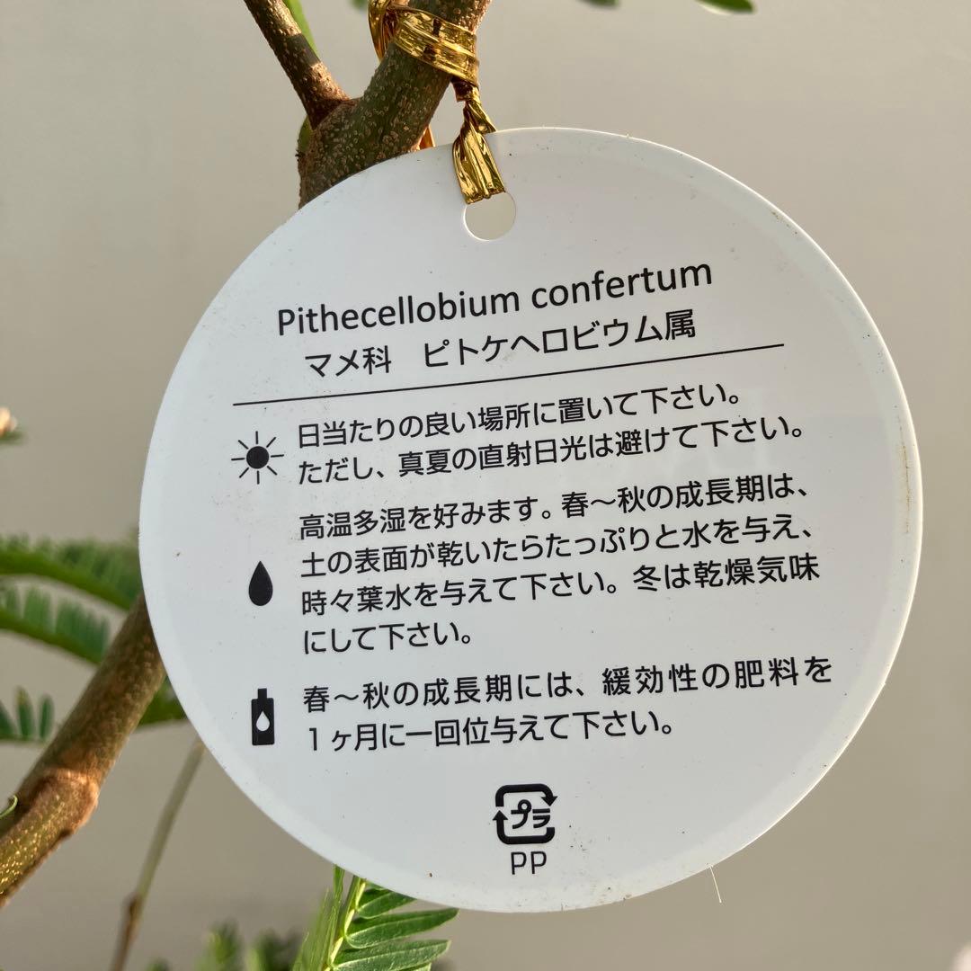 ネムの木　エバーフレッシュ　曲がり　鉢皿付き