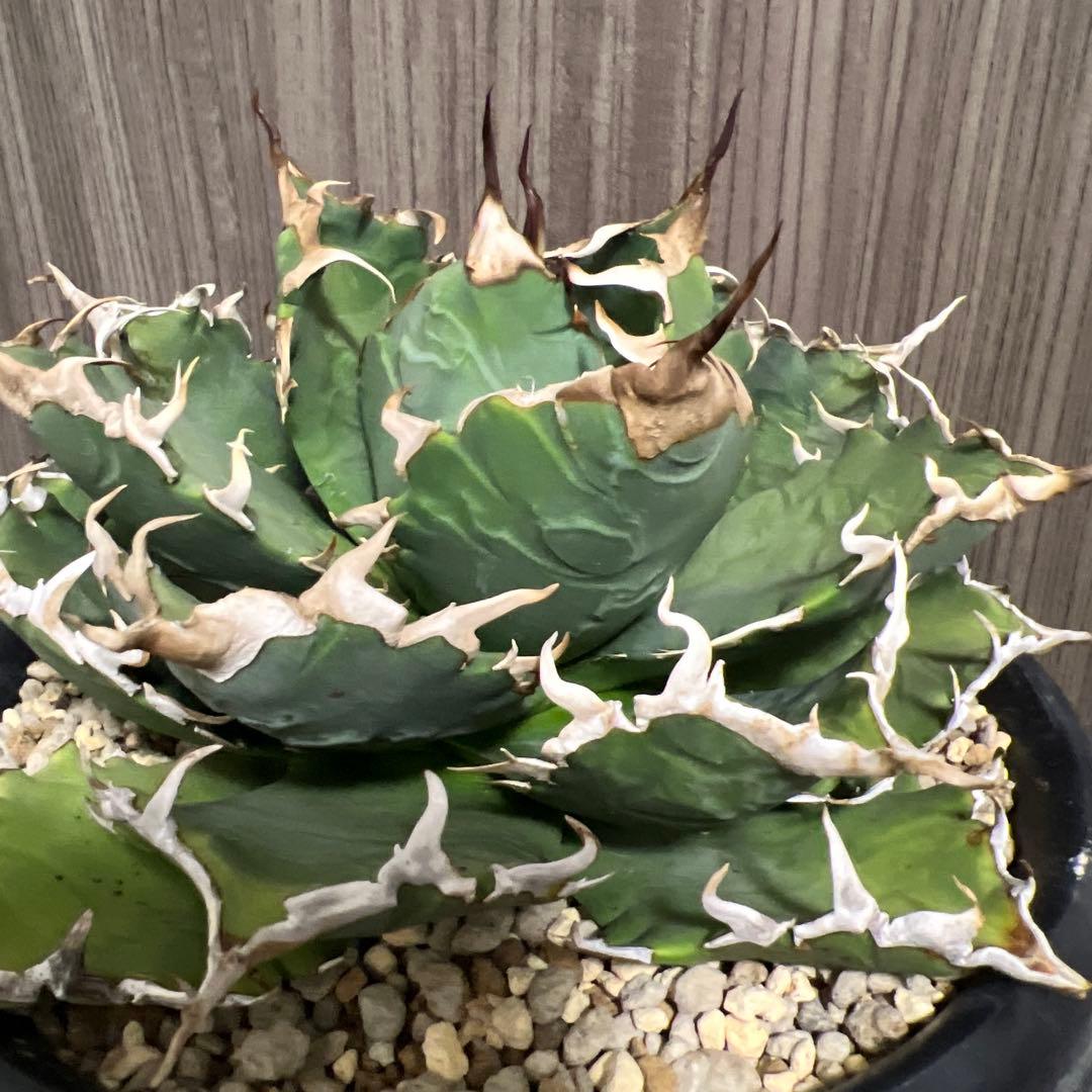 アガベ 狂刺夕映　大株