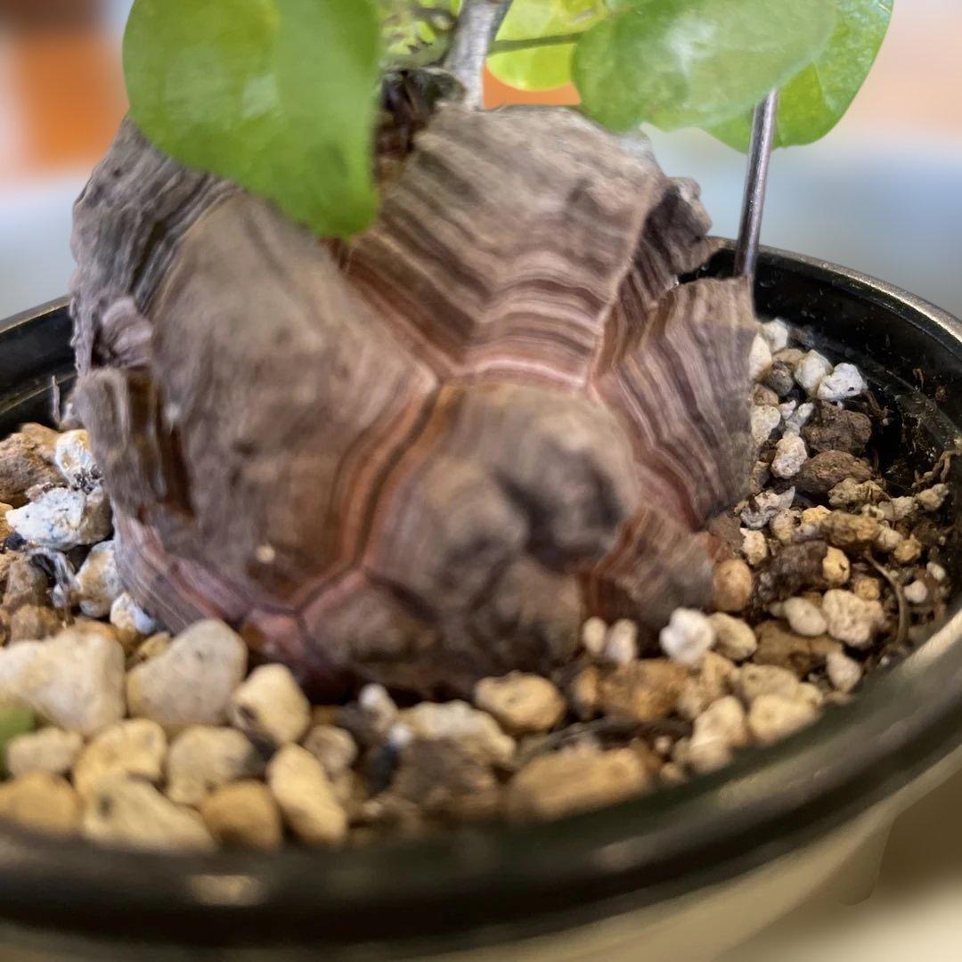 ディオスコレア 亀甲竜