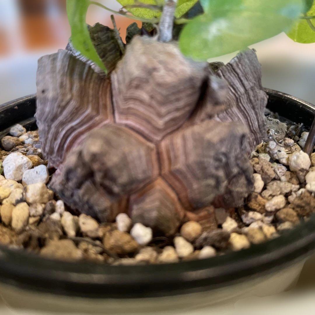 ディオスコレア 亀甲竜