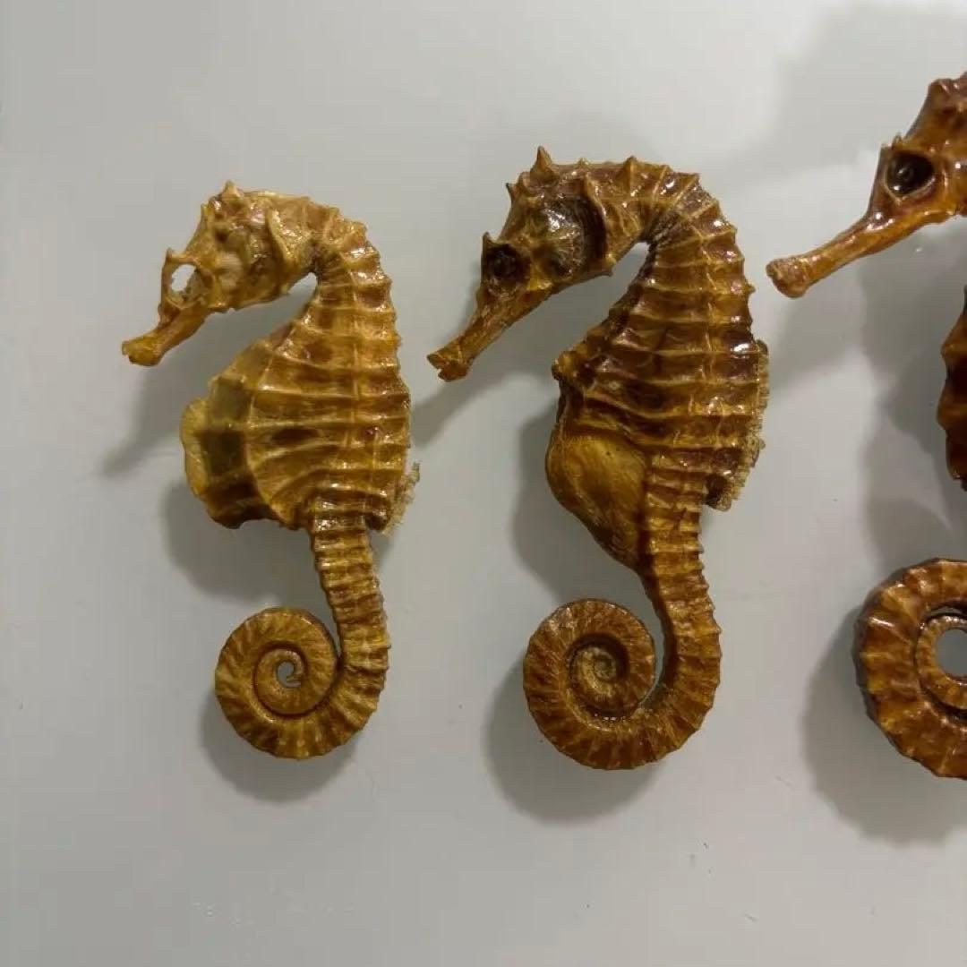 タツノオトシゴ　乾燥標本　インテリア用　開運　縁起物　５個まとめ売り