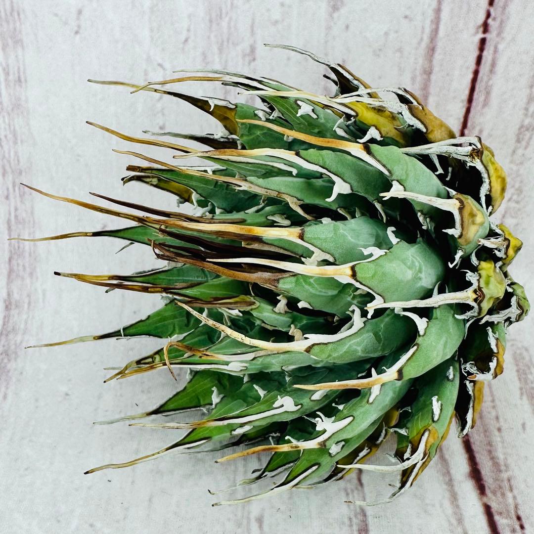 ⑨ アガベ ユタエンシス エボリスピナ ロングスパイン 陽炎