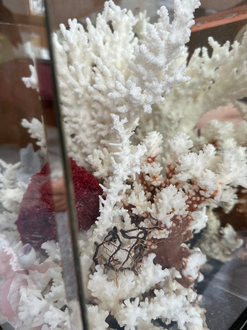 【超希少】フィジー産天然白珊瑚、赤珊瑚のディスプレイ置物ガラスケース入り