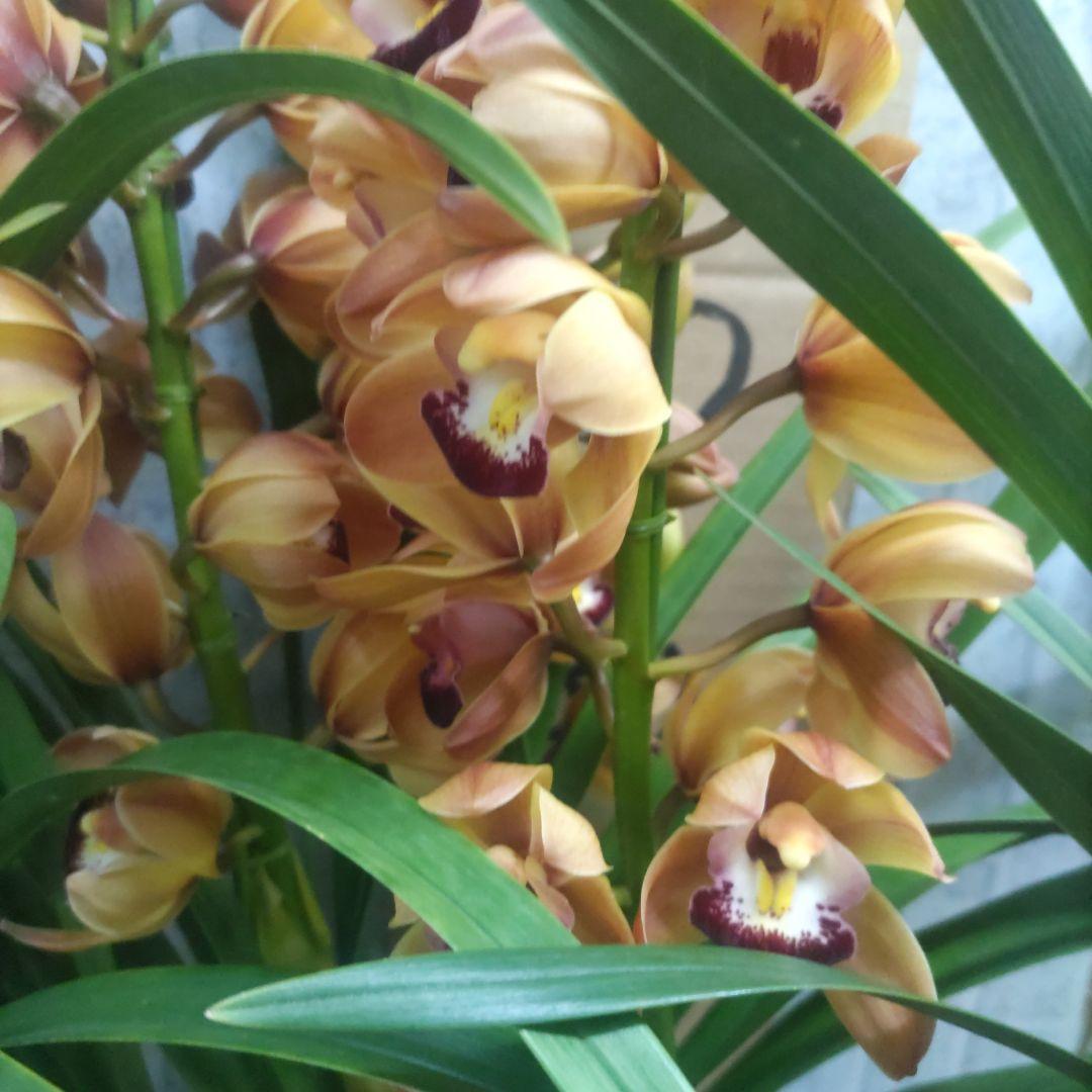 i*.様 17日入荷分⭐️石田園芸⭐️テーブルシンピ３本立ち４鉢セット⭐️