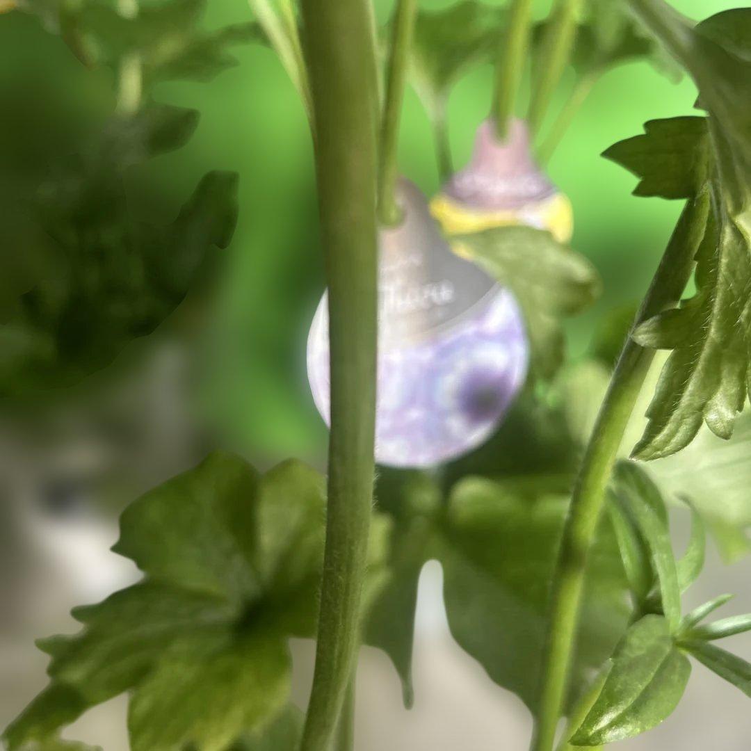 ラナンキュラス苗　ラナンキュラスラックス　6ポット価格