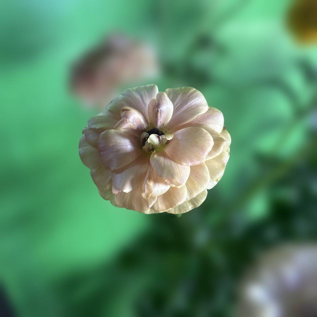 ラナンキュラス苗　ラナンキュラスラックス　6ポット価格