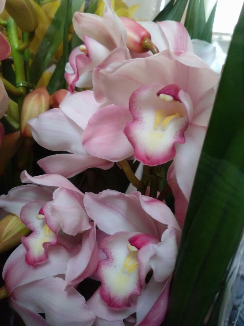 シンビジウム　2種 ( ピンク・黄色)