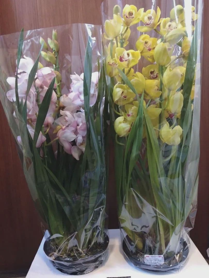 シンビジウム　2種 ( ピンク・黄色)