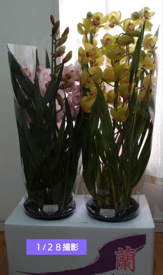 シンビジウム　2種 ( ピンク・黄色)