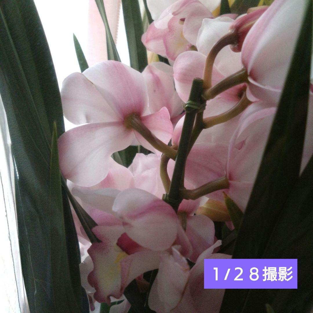 シンビジウム　2種 ( ピンク・黄色)