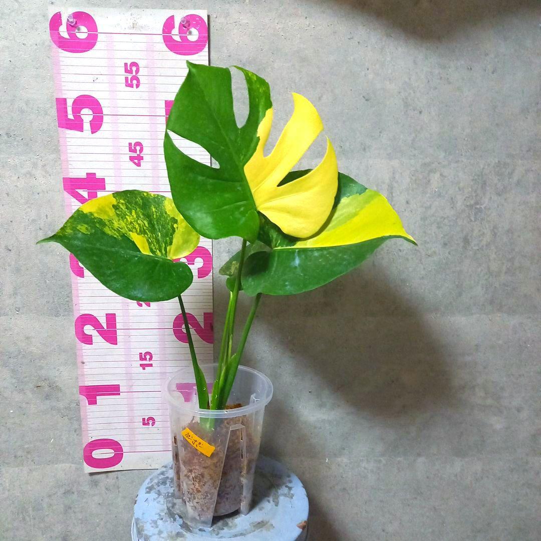 モンステラ　デリシオーサ　ポンポン