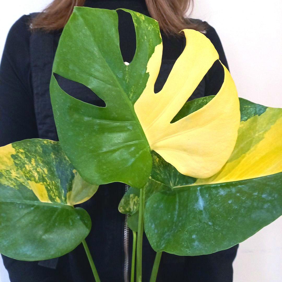 モンステラ　デリシオーサ　ポンポン