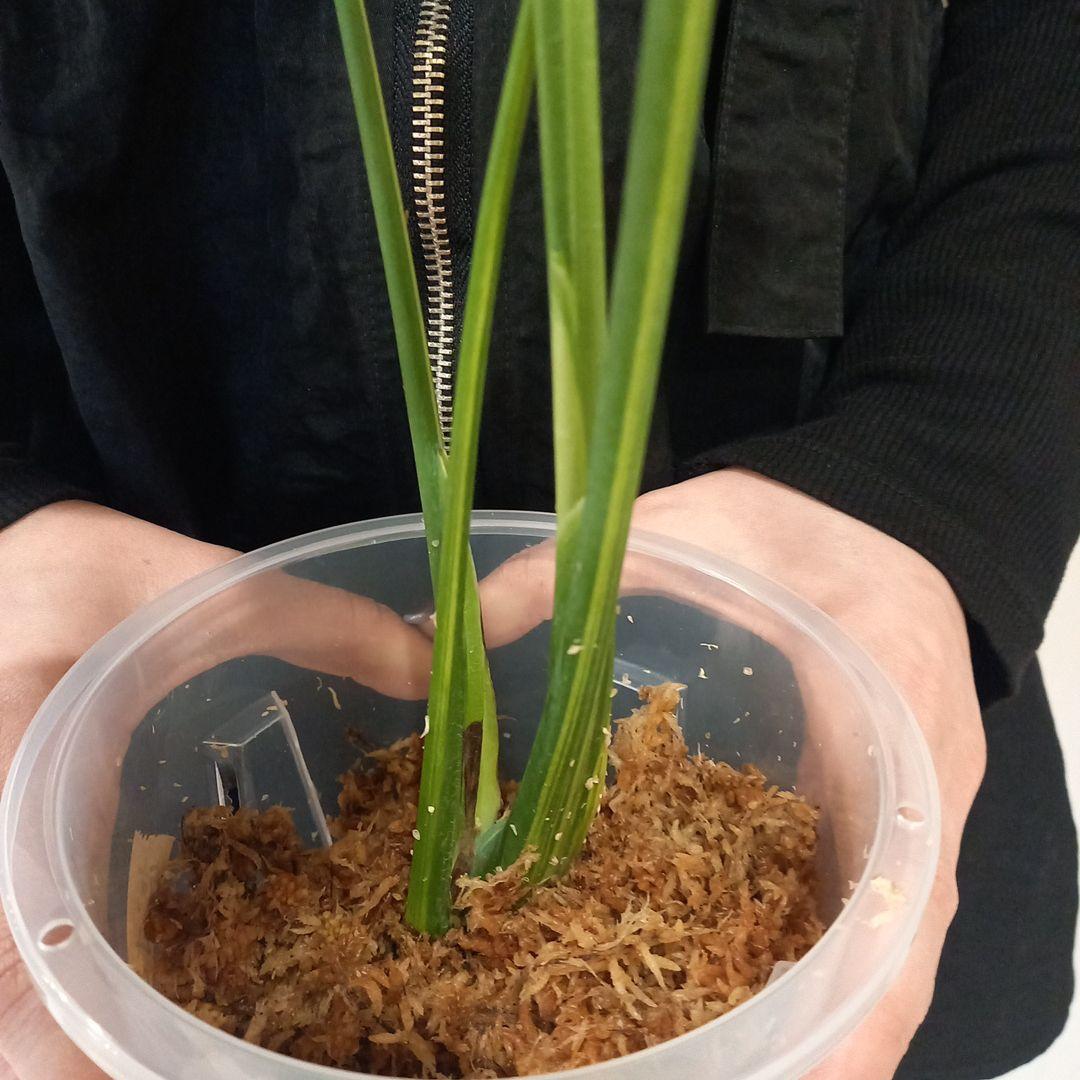 モンステラ　デリシオーサ　ポンポン