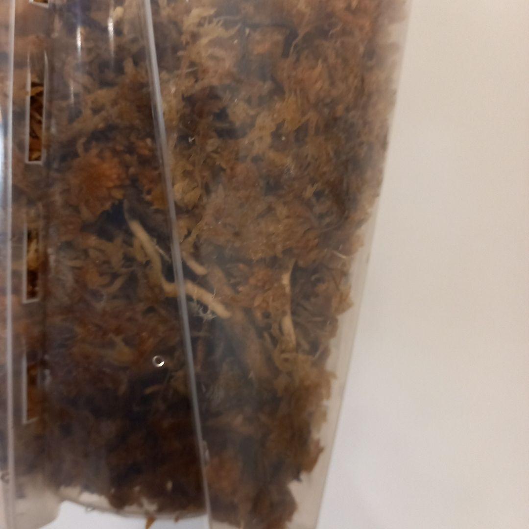 モンステラ　デリシオーサ　ポンポン