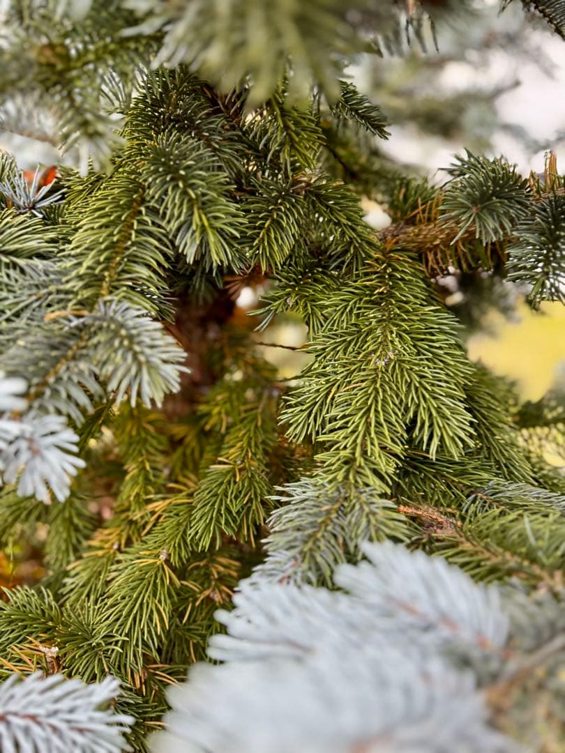 プンゲンストウヒ　ホプシー