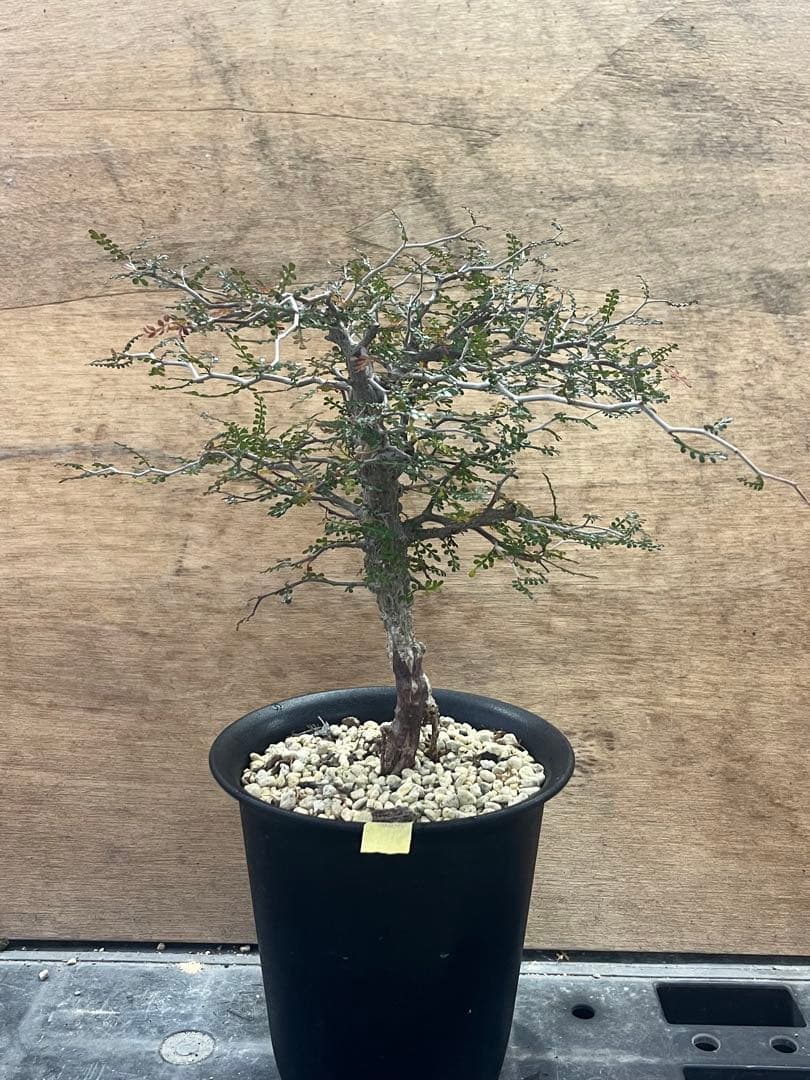 オペルクリカリア　パキプス　実生株