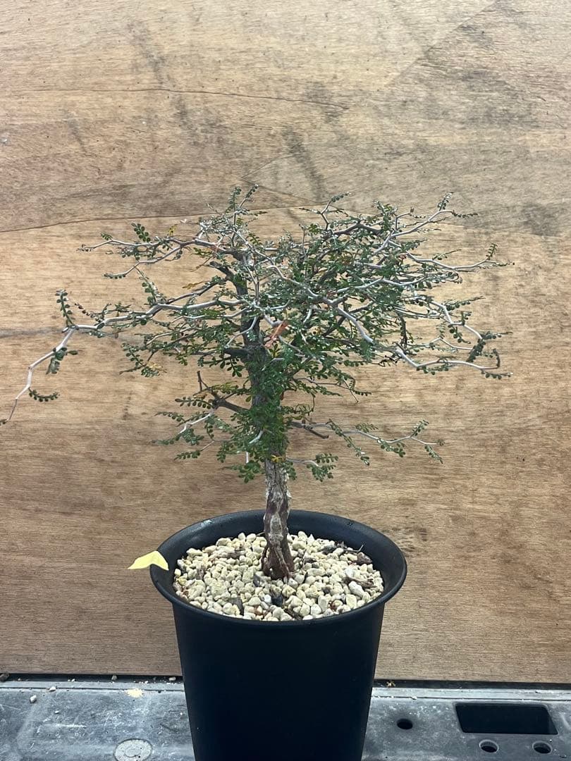 オペルクリカリア　パキプス　実生株