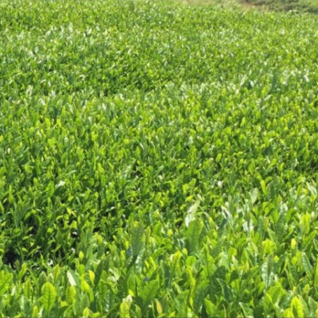 八女茶　　緑茶(特上煎茶)750円20袋 クララです。