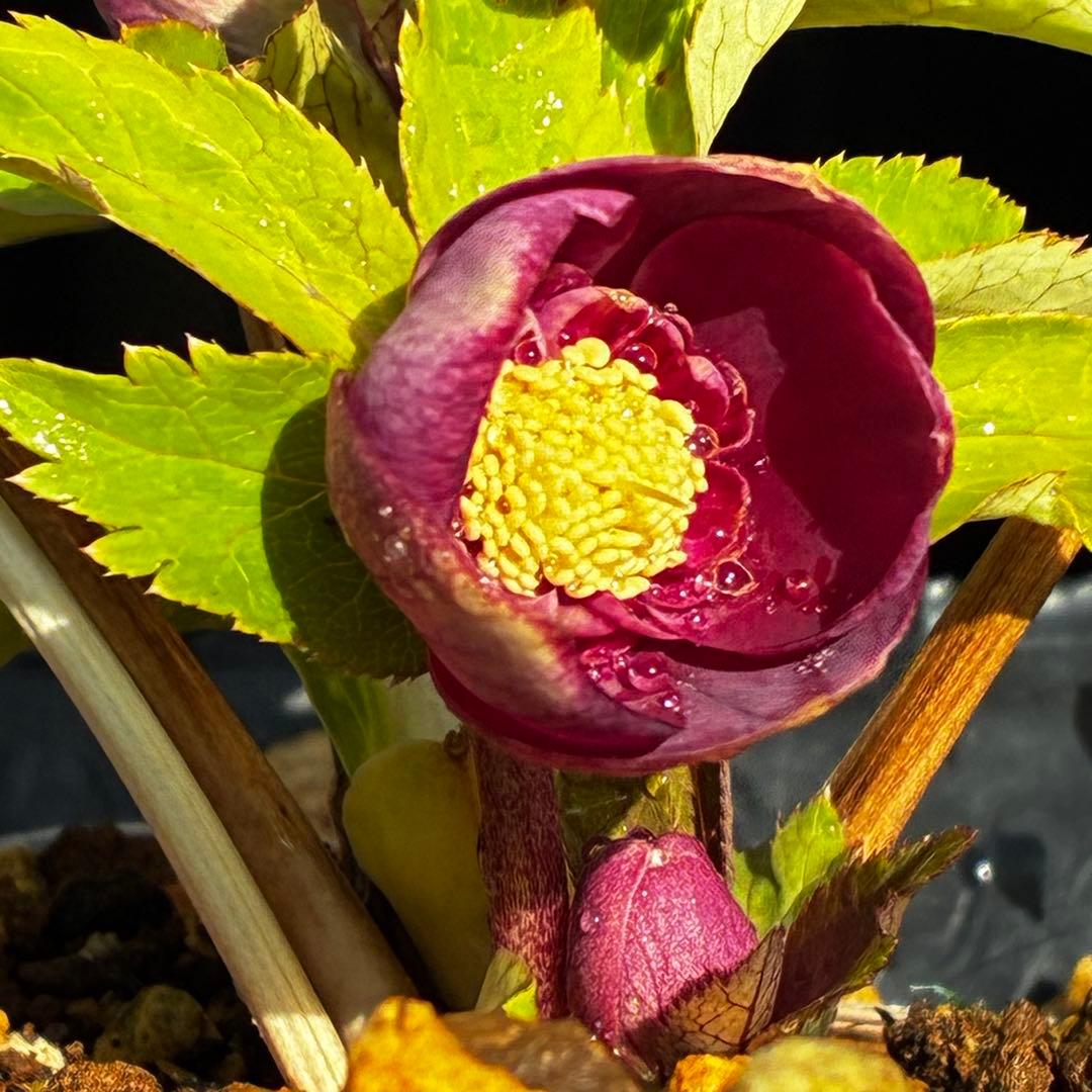 も*読様 3537☘️⭐️沢山⭐️蕾花付き☘️6号☘️極上☘️⭐️小輪⭐️ ハー