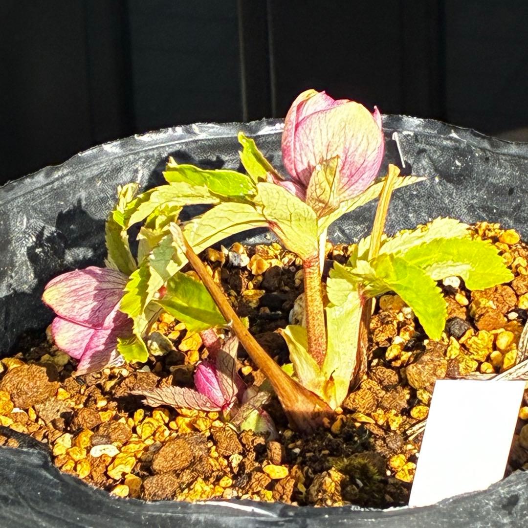 も*読様 3537☘️⭐️沢山⭐️蕾花付き☘️6号☘️極上☘️⭐️小輪⭐️ ハー