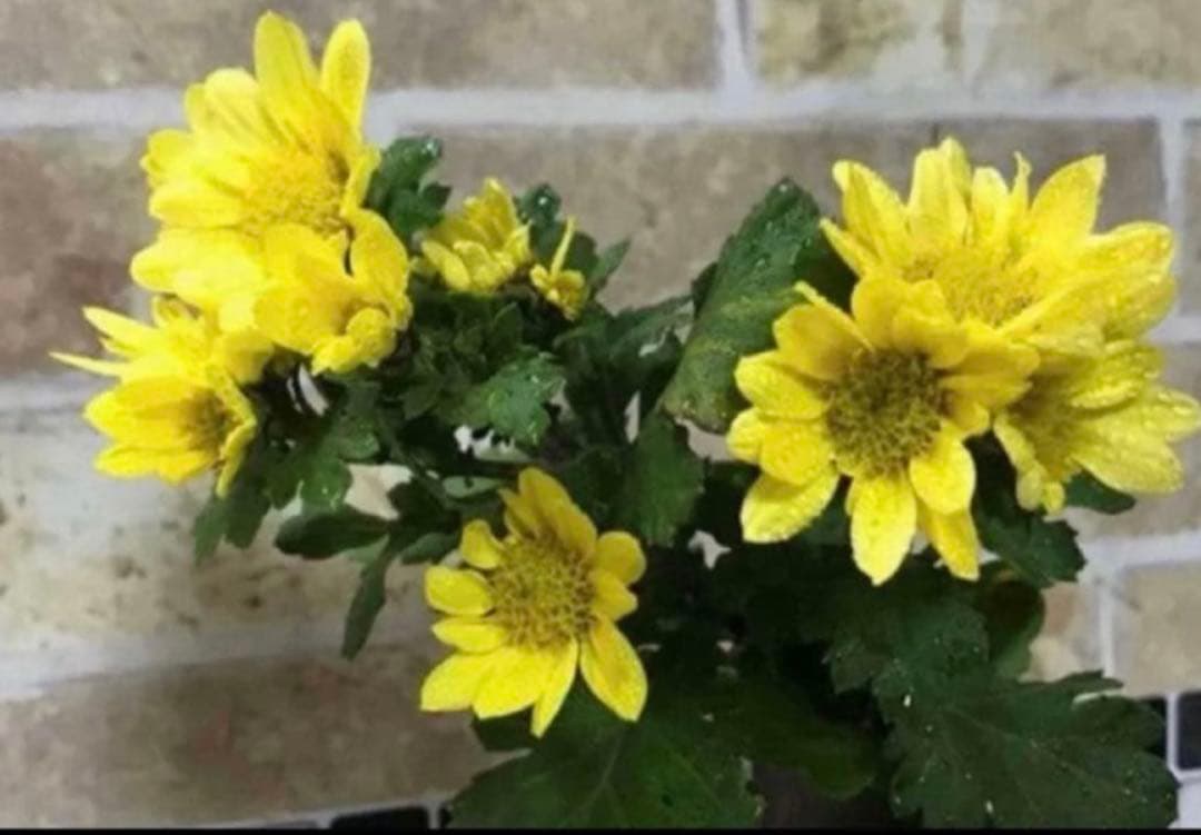 お正月咲き　寒菊 黄色　スプレー咲き