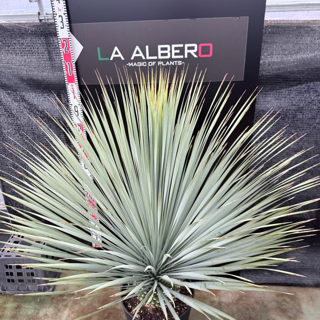 【AL1204】ユッカ　ロストラータ　ランチョブルー（品種名）極太