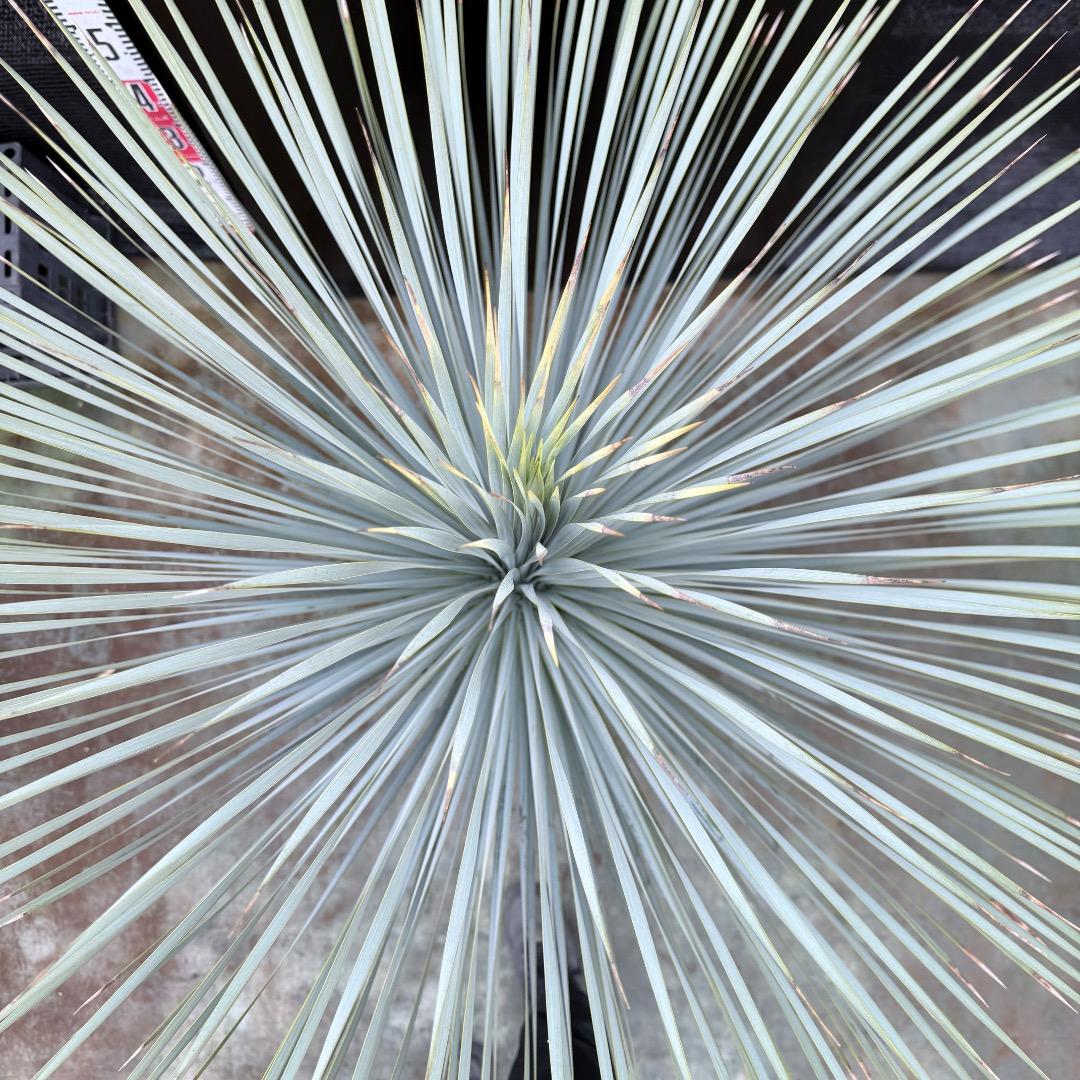 【AL1204】ユッカ　ロストラータ　ランチョブルー（品種名）極太