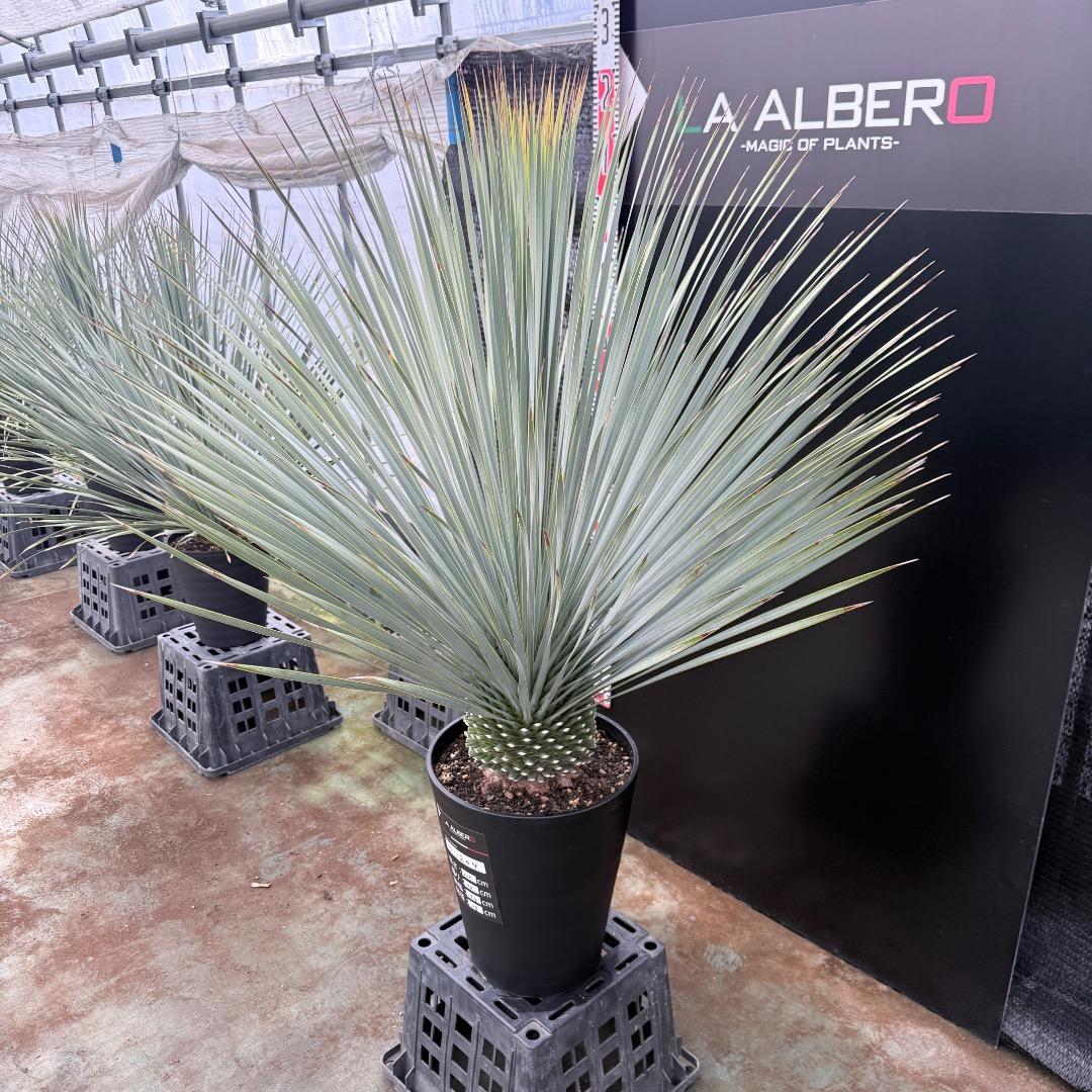 【AL1204】ユッカ　ロストラータ　ランチョブルー（品種名）極太